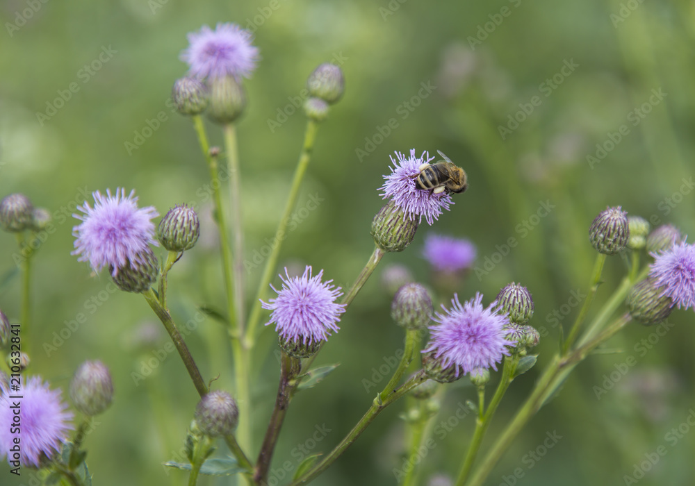 Bee with bags of pollen Bee with bags of pollen