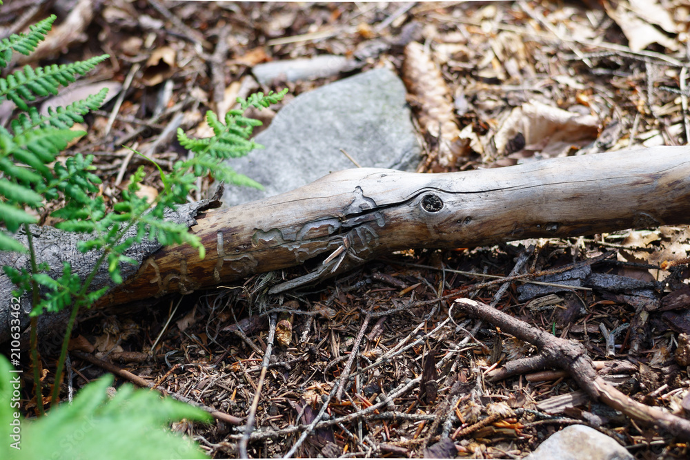 Naklejka premium Stick with hollowed cuts through woodworms. A beautiful natural pattern in wood.