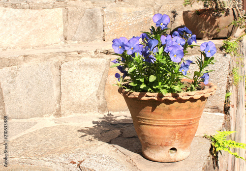 Blooming pansies in a clay pot