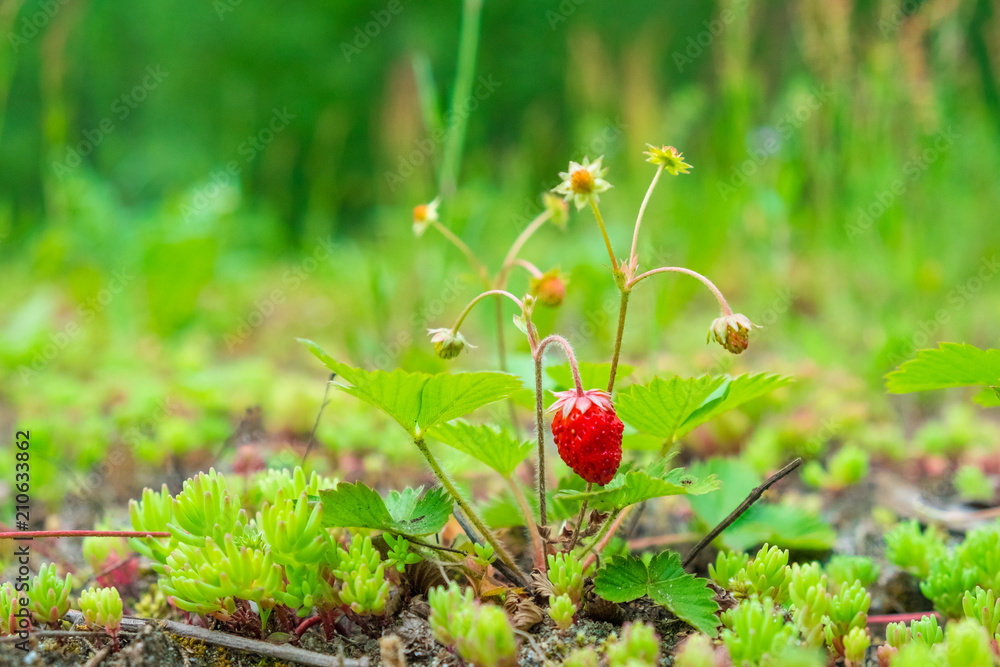 berries bright ripe wild strawberry on green bushes berries bright ripe wild strawberry on green bushes