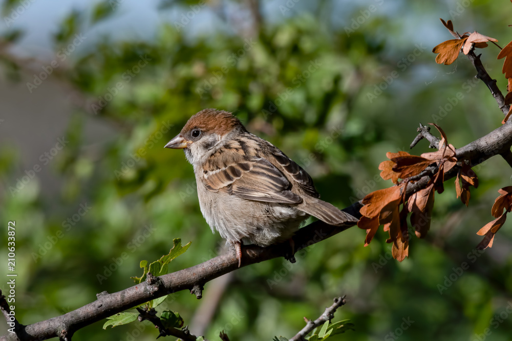 Fototapeta premium Eurasian tree sparrow (Passer Montanus) sitting sideways on a branch.