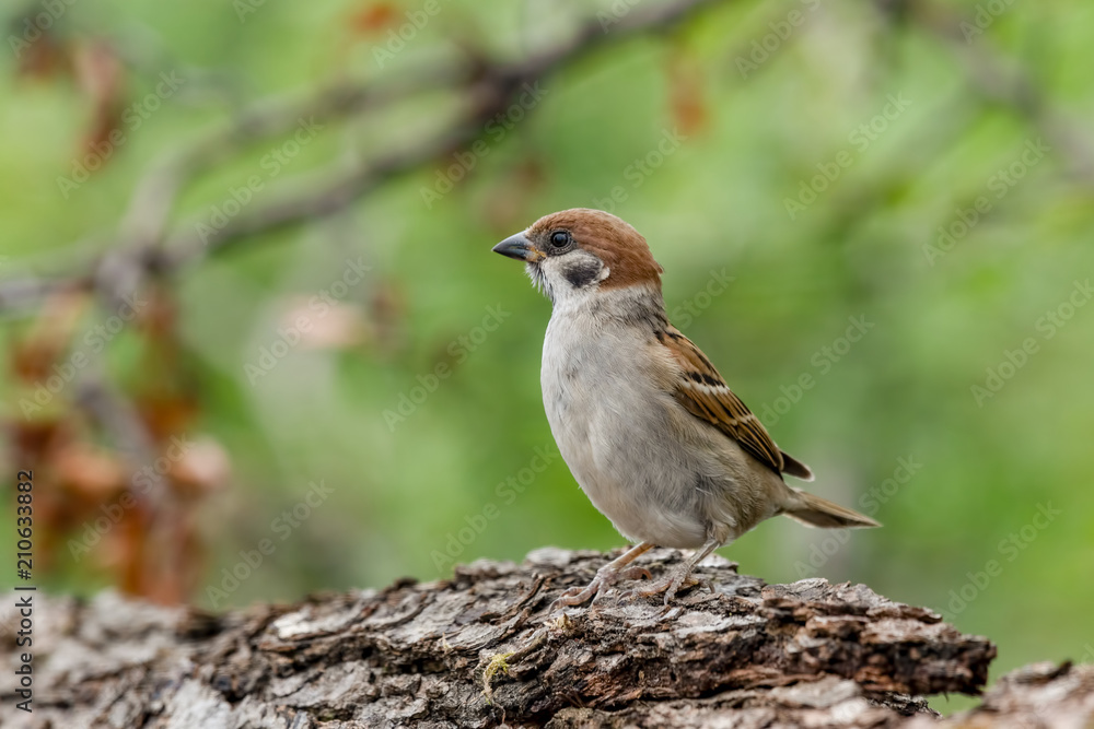 Eurasian tree sparrow (Passer Montanus) sitting sideways on a branch. Eurasian tree sparrow (Passer Montanus) sitting sideways on a branch.