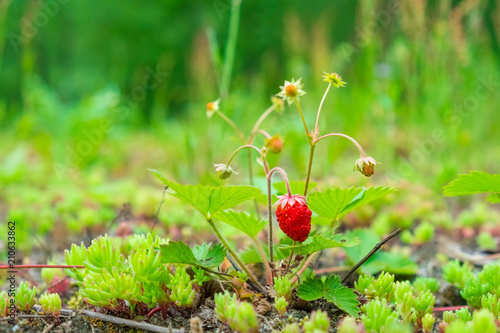 berries bright ripe wild strawberry on green bushes