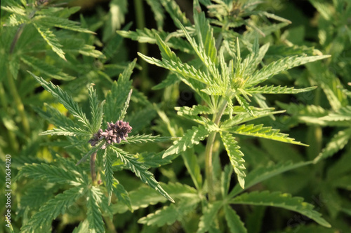 Obraz na plátně Flowering of cannabis