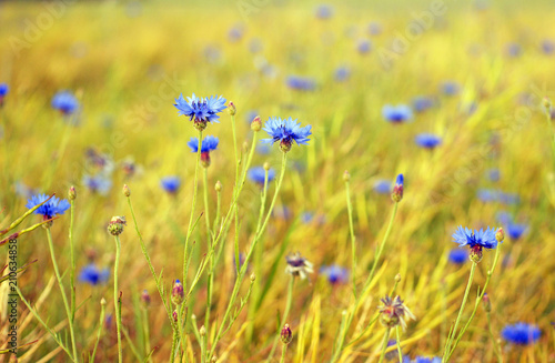 summer landskape with wildflowers cornflowers on vastness field