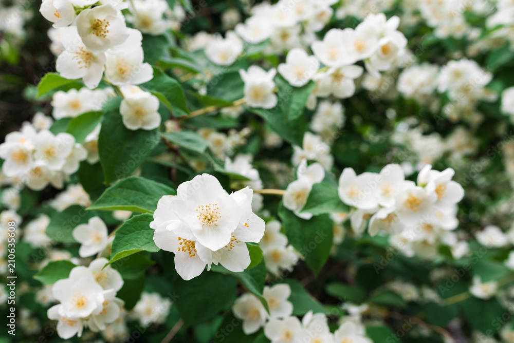 Spring flowers.