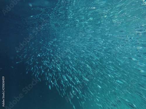 Fish herd in Underwater world