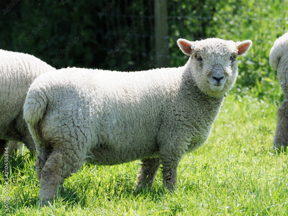Obraz premium Southdown Sheep