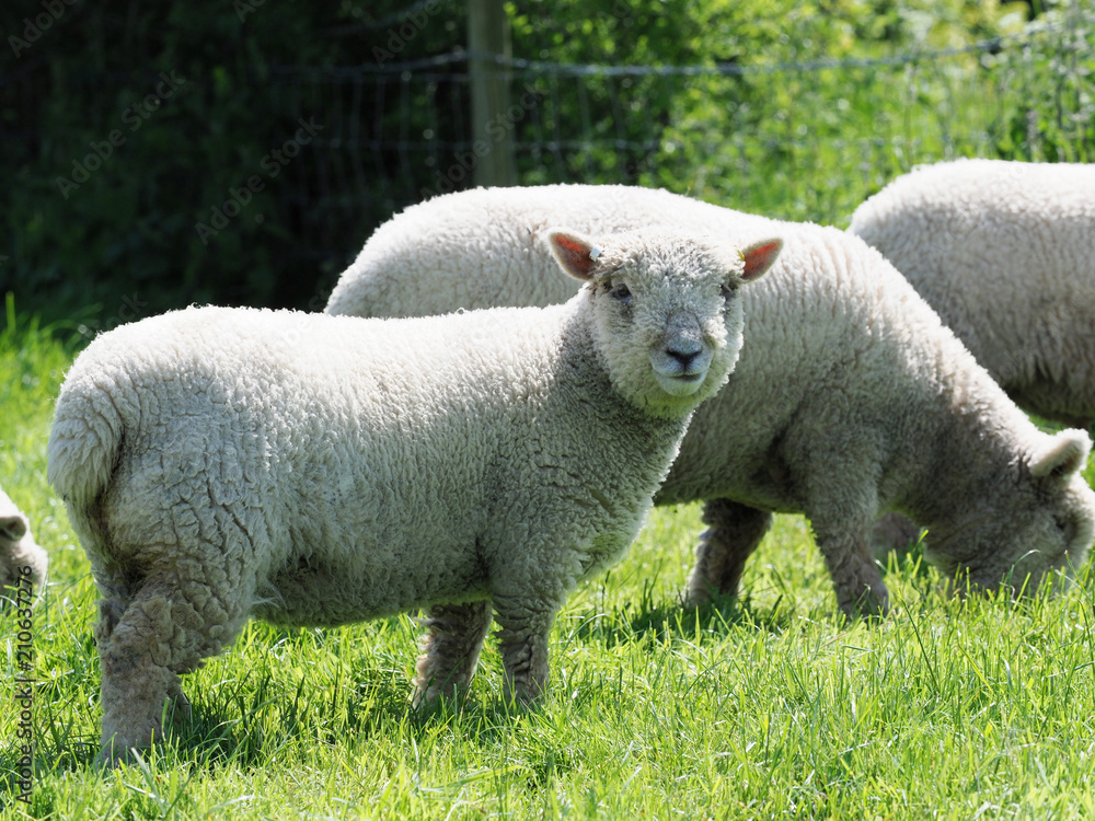 Obraz premium Southdown Sheep