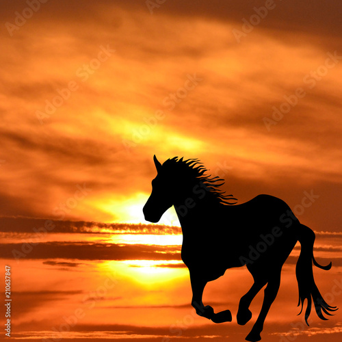 Silhouette of horse galloping © hibrida