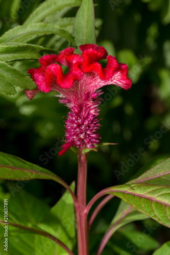 Colorful red Cockscomb flower (CELOSIA CRISTATA), Close up.