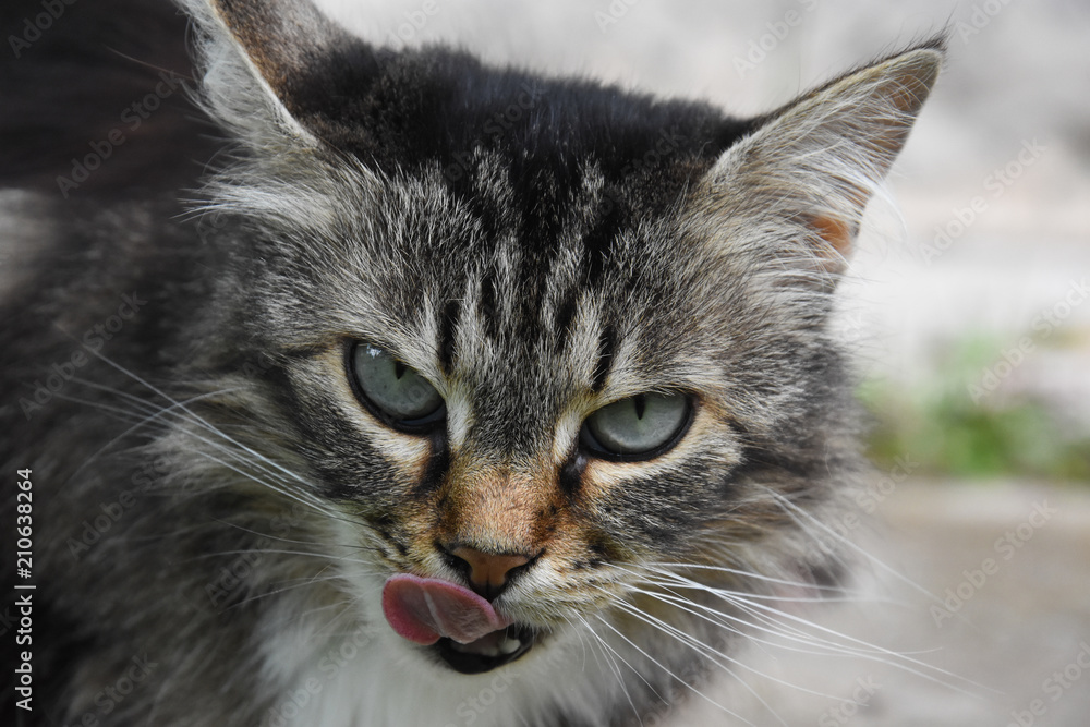 Naklejka premium Domestic cat licking her lips. Cat yawning and ask for food