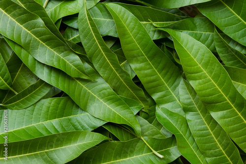 Mango leaf background