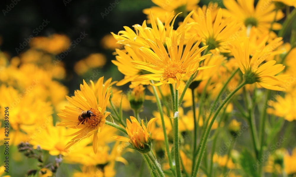 Fototapeta premium butineuse