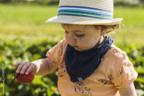 baby with straw hat picking strawberries in a strawberries field