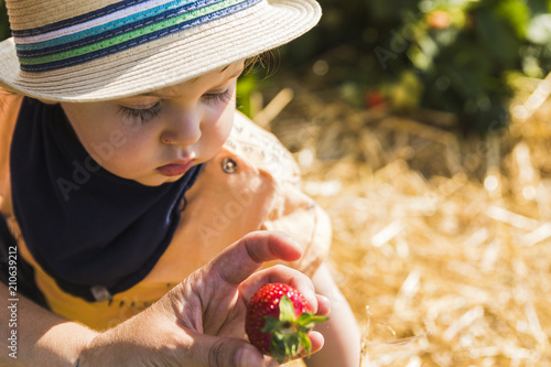baby with straw hat picking strawberries in a strawberries field