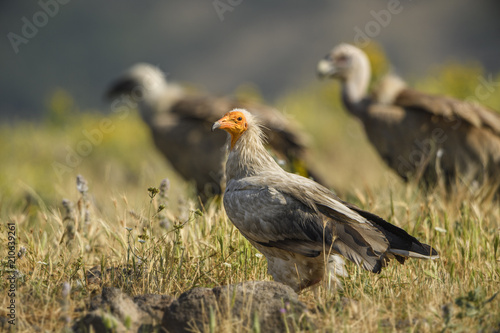 Egyptian Vulture - Neophron percnopterus  endangered white yellow headed vulture from Southern Europe  Asia and Africa.