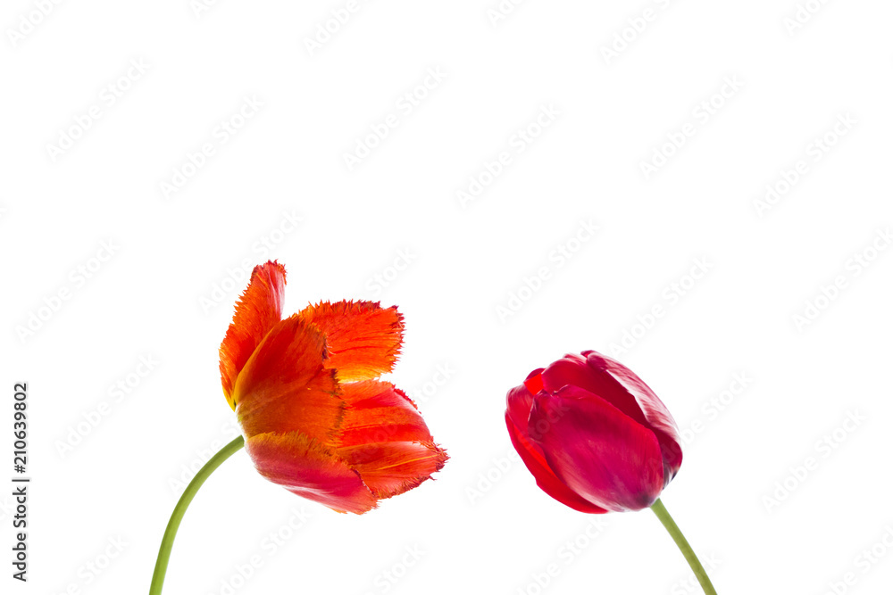 Tulip flowers on white background with space for your text. Tulip flowers on white background with space for your text.