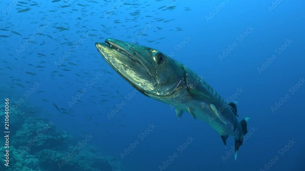 Great barracuda fish very close up shot - Red Sea Great barracuda fish very close up shot - Red Sea