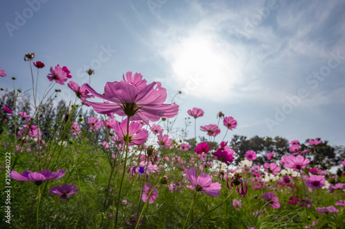 Cosmos fields in Thailand