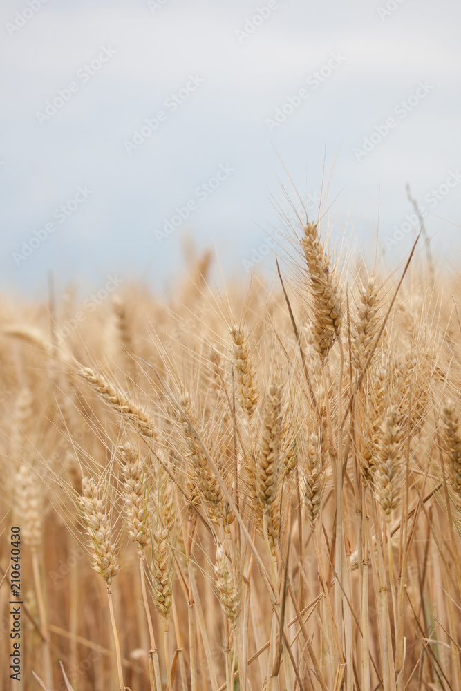 close up on ripe wheat ears on reaping time in middle June close up on ripe wheat ears on reaping time in middle June