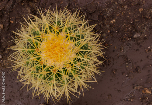 A close up of a cactus - plant which is member of the plant family Cactaceae, a family comprising about 127 genera with some 1750 known species of the order Caryophyllales