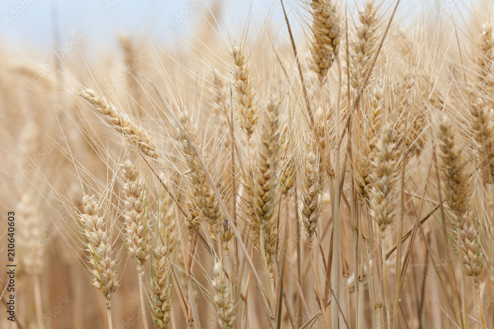 close up on ripe wheat ears on reaping time in middle June close up on ripe wheat ears on reaping time in middle June