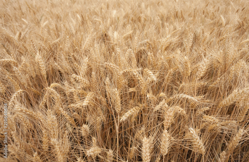 Fototapeta premium close up on ripe wheat ears on reaping time in middle June