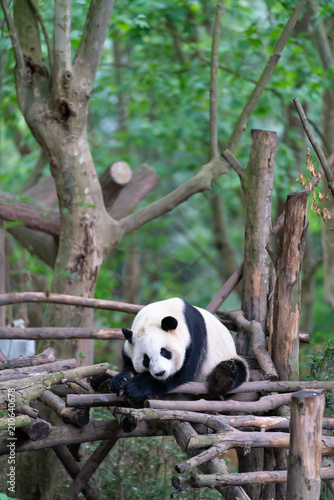 Giant pandas are protected at the national level in chengdu breeding base in sichuan province, China