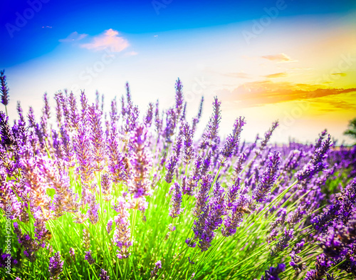 Lavender summer field © neirfy