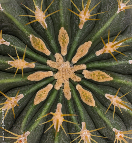 A close up of a cactus - plant which is member of the plant family Cactaceae, a family comprising about 127 genera with some 1750 known species of the order Caryophyllales