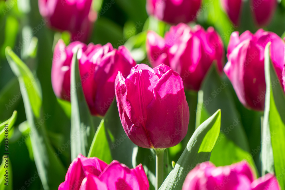 Group of purple tulips Group of purple tulips