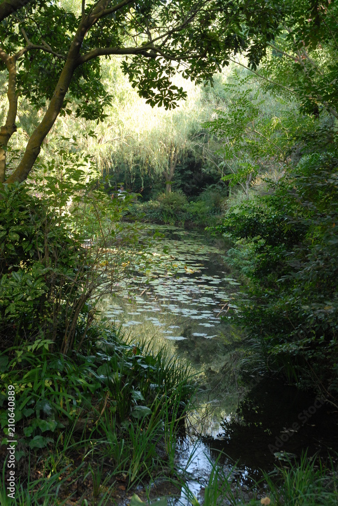 Obraz premium 蓮の沼