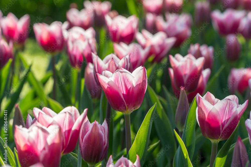 White and purple tulips in a garden