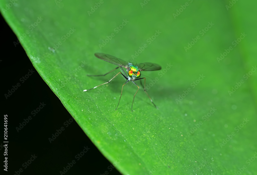 Macro Photo of Beautiful Fly on Green Leaf Isolated on Background