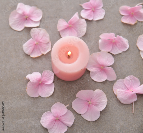 Many Pink hydrangea petals with candle on gray background