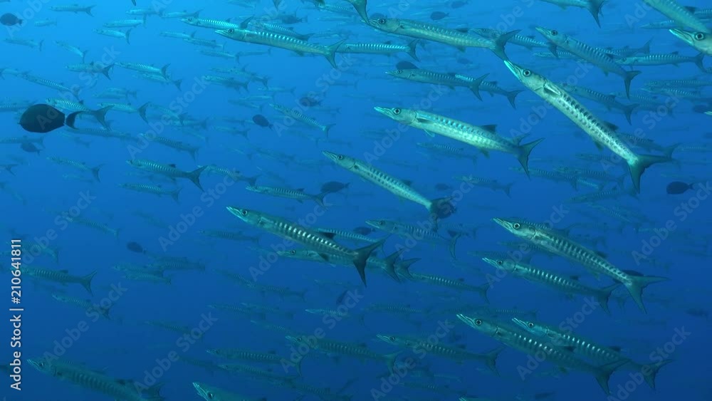 school of barracuda fish - Red Sea, perfect shot school of barracuda fish - Red Sea, perfect shot