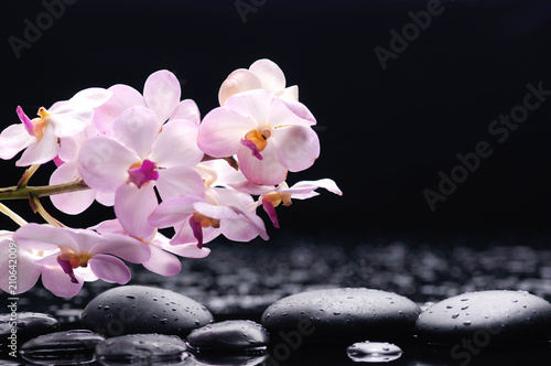 branch orchid on black stones reflection 