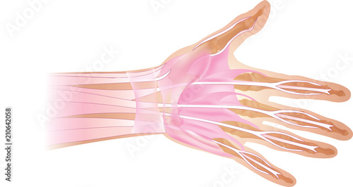 Anatomy of human hand and fingers bones. Top view.