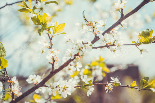 Blooming plum tree in the garden. Selective focus.