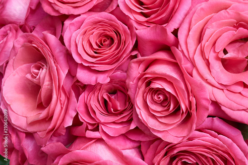 Many pink roses © Konstantin Gushcha