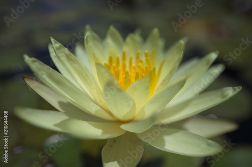 water lilies tropical swimming in a pond in summer