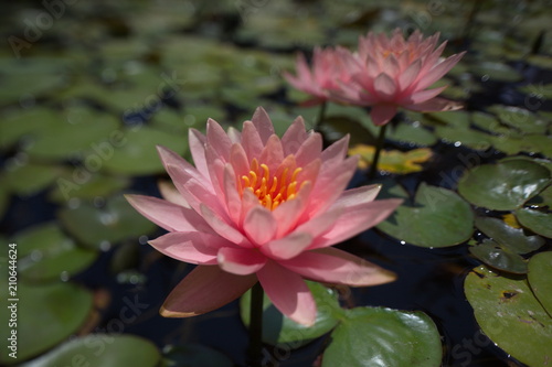  water lilies tropical swimming in a pond in summer