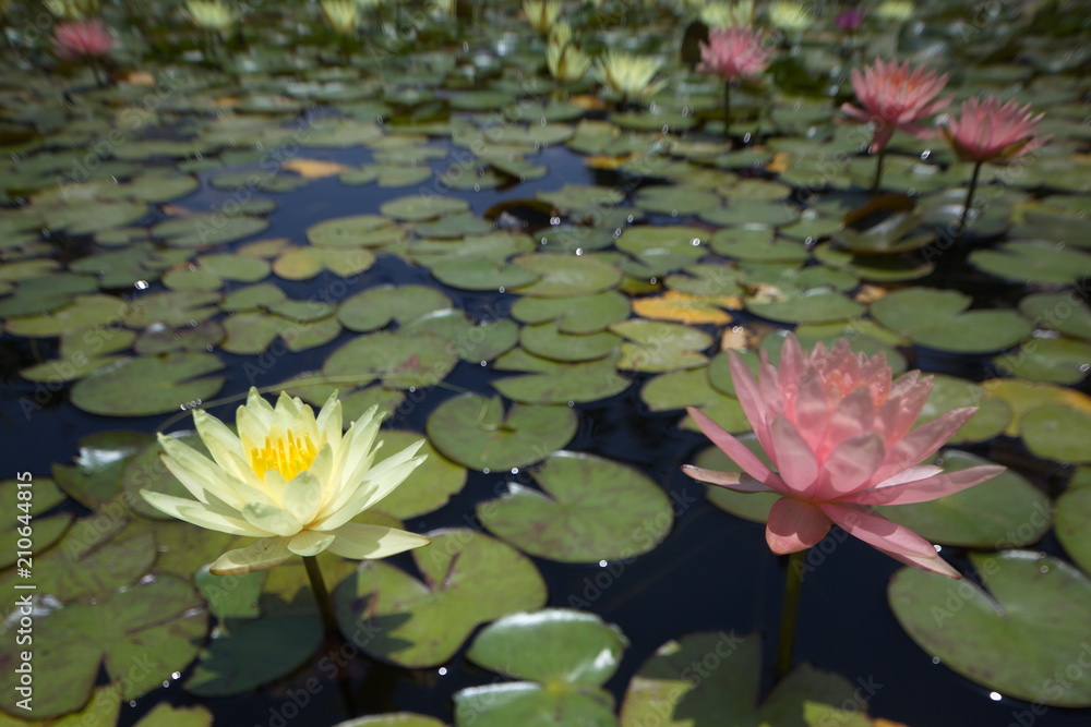 Fototapeta premium multi-colored water lilies tropical swimming in a pond in summer
