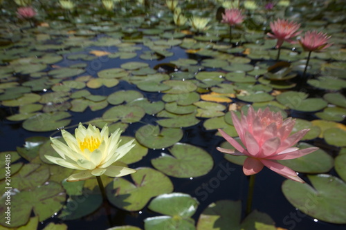 multi-colored water lilies tropical swimming in a pond in summer