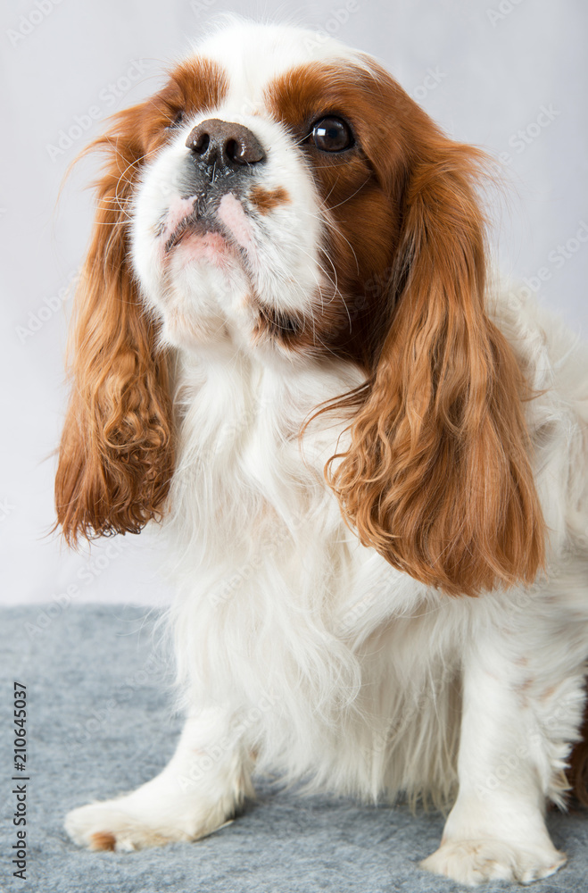 Cavalier king best sale charles blenheim