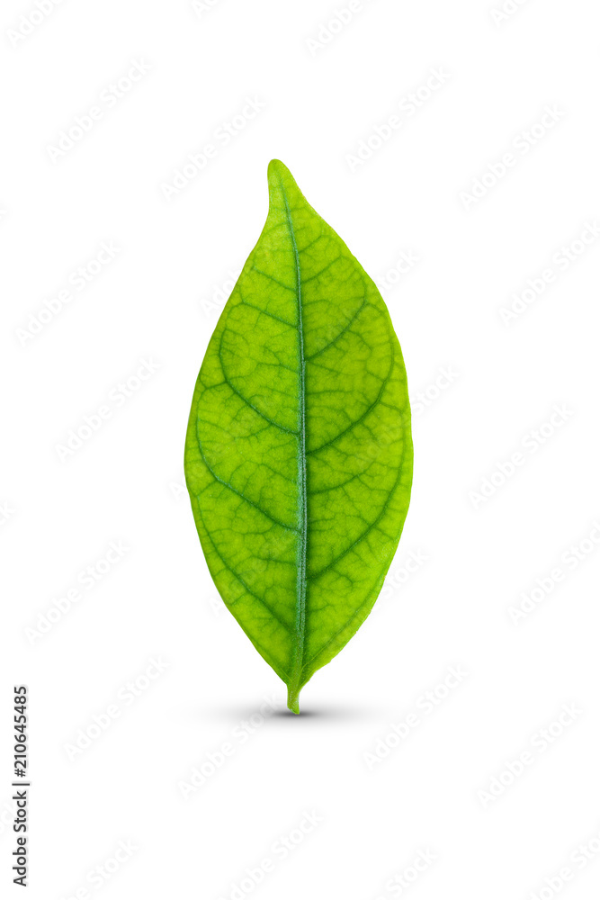 Obraz premium Green leaf isolated