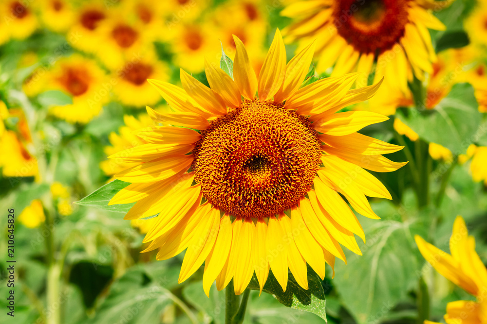 Field of sunflowers Field of sunflowers