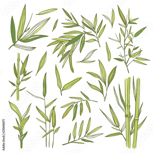 Bamboo green leaves and branches illustrations. Asian bamboo natural botany set