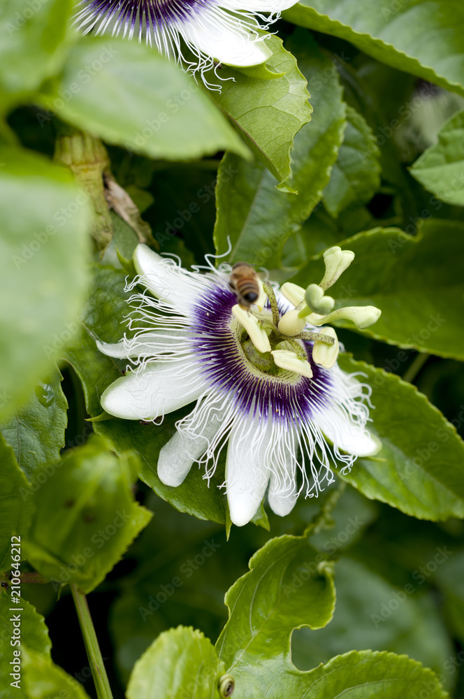 パッションフルーツ 果物時計草 の花 Stock Photo Adobe Stock